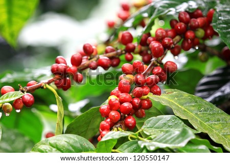 Coffee Beans Ripening On Tree In North Of Thailand