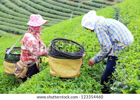 CHIANG RAI, THAILAND - DEC 24: Women from Thailand breaks tea leaves on tea plantation on December 24, 2012 on a tea plantation at Chui Fong , Chiang Rai, Thailand.