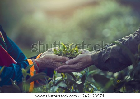 Women Hand finger picking up tea leaves at a tea plantation for product , Natural selected , Fresh tea leaves in tea farm in Chiang mai, Thailand.