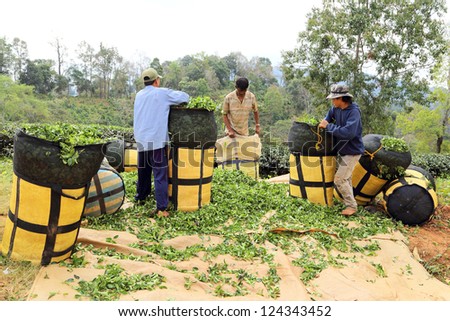 CHIANG RAI, THAILAND - DEC 24: Group of man from Thailand packing tea leaves on tea plantation on December 24, 2012 on a tea plantation at Chui Fong , Chiang Rai, Thailand.