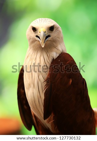 Brahminy Kite (Red-backed Sea Eagle)