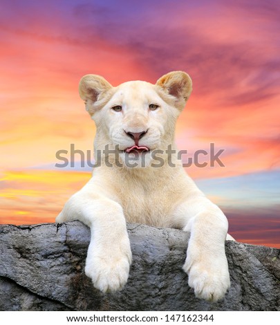 White lion with beautiful sky background.
