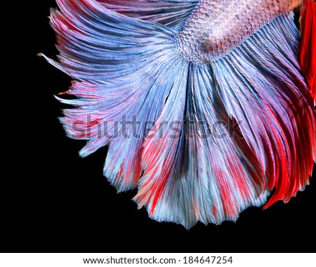 Texture of tail siamese fighting fish, betta fish isolated on black