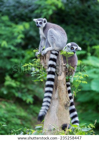 Two ring-tailed lemur (lemur catta) looking