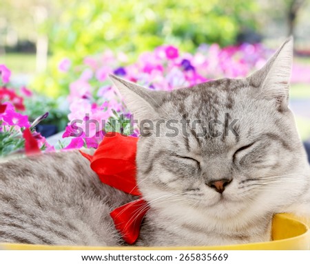 cat sleep in paper box with flower background