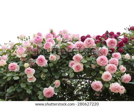 Climbing pink roses in garden