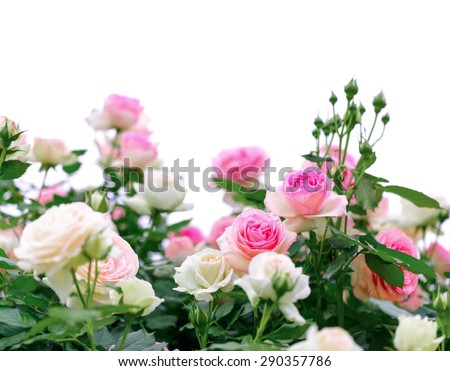 Climbing pink roses on white background