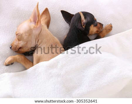 couple of dogs sleeping together under the blanket in bed