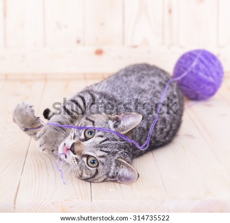 cat playing with a ball color purple on wood background