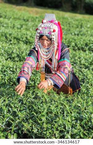 Akha hill tribe woman picking tea leaf at plantation.