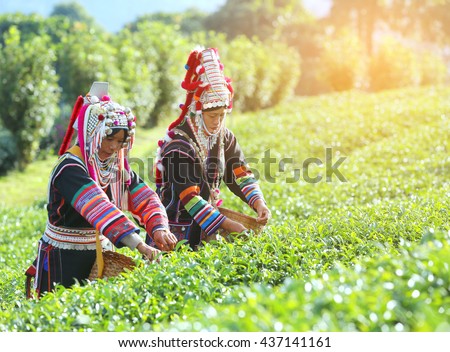 Akha Women from Thailand picking tea leaves on tea plantation at Chui Fong , Chiang Rai, Thailand.