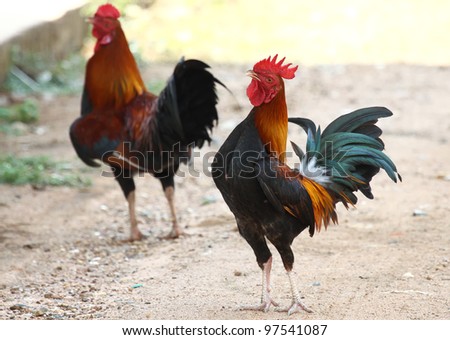 Thai Fowl