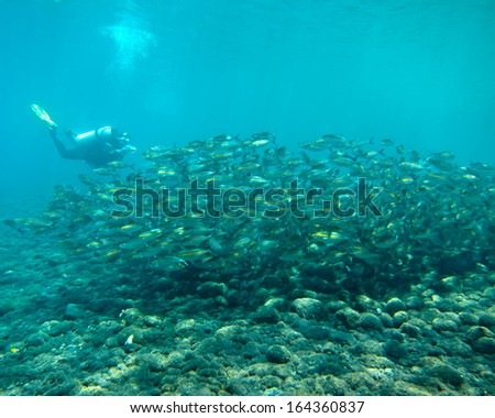 School of Mackerel Fish with Scuba Diver taking Underwater Pictures, Drop-off, Tulamben, Bali, Indonesia