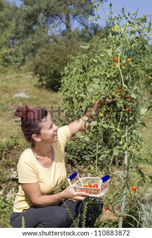 Mid aged woman picking organic cherry tomato in her garden on sunny summer day
