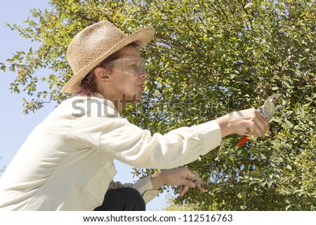 Woman gardener cutting back tree branches and hedge in garden, on sunny afternoon