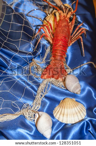 Red Lobster and Sea shells with fishing net decorationÃ¢Â?Â? selective focus