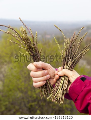 Close up of hands holding bunches of fresh organic wild asparagus