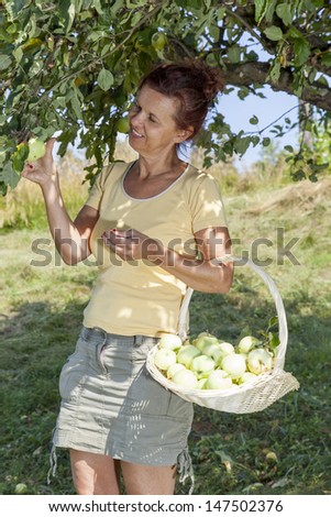 Smiling woman picking organic apples from an apple tree on a lovely sunny summer day