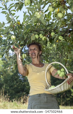 Smiling woman picking organic apples from an apple tree on a lovely sunny summer day