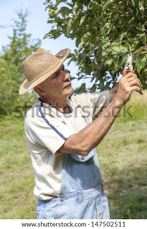 Happy gardener with straw hat and bib overalls picking organic apples from an apple tree on a lovely sunny summer day