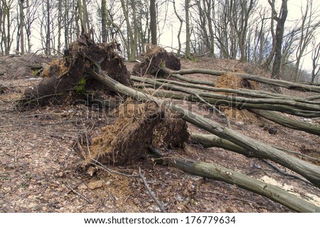 Damaged forest after sleet storm, trees torned up by the roots