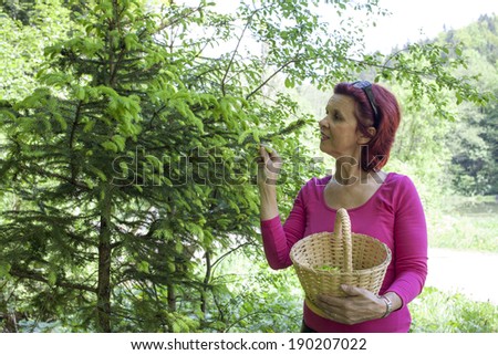 Cute mid aged woman harvesting pine spruce tips on sunny spring day