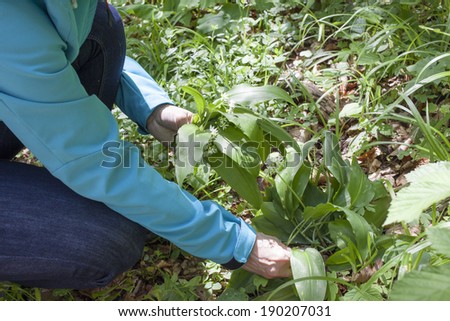 Close-up of hands picking, harvesting Ramsons (Allium ursinum), also known as buckrams, wild garlic, broad-leaved garlic, wood garlic or bear's garlic, is a wild relative of chives