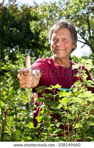 Active older man picks red currant and holds up thumb