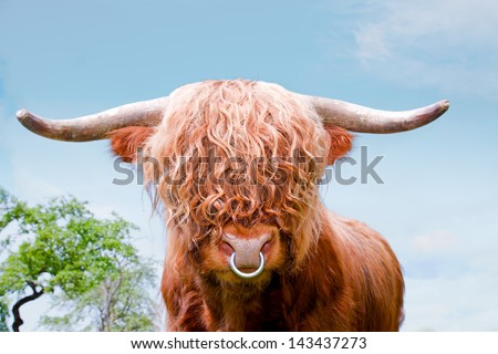 brown highland cattle, highland cow, closeup