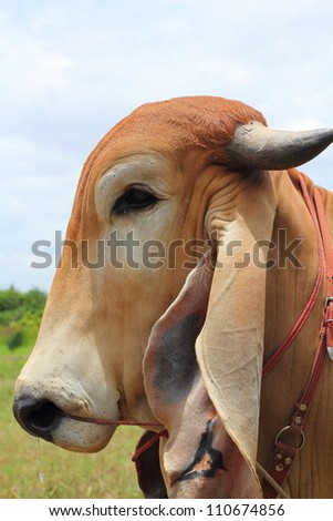 Face cow