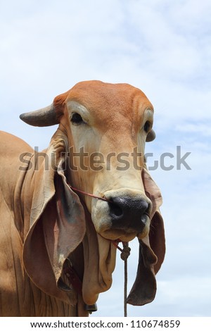 Face cow