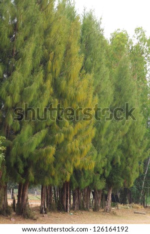 Pine tree - path