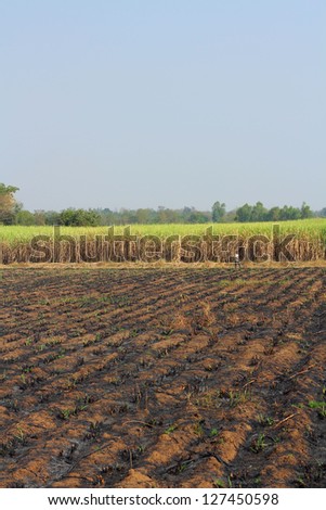 Sugar cane fields - After Sugar cane fields harvest