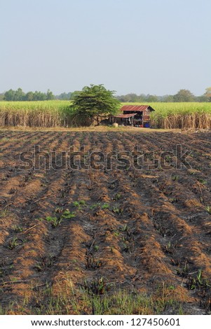 Sugar cane fields - After Sugar cane fields harvest