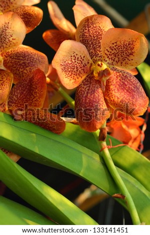Orchid vanda - brown flowers