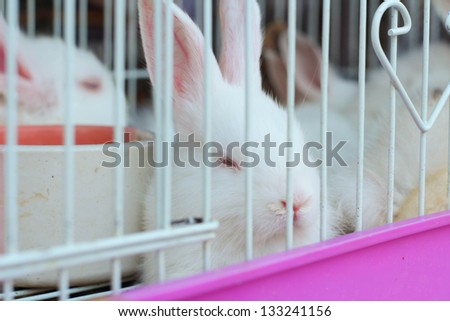 Rabbit in a cage.