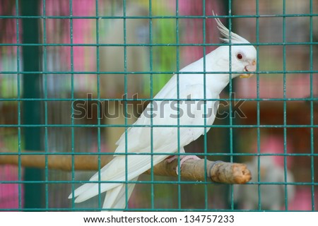 White bird in a cage.