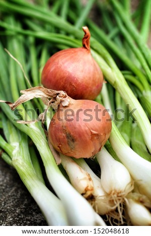 Spring onions on gray background