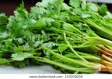 Coriander on the gray background