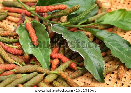 Indian long pepper - Asian herbs.