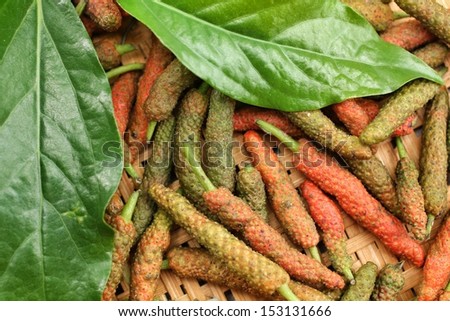 Indian long pepper - Asian herbs.