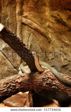 Black Mamba snake in  the zoo