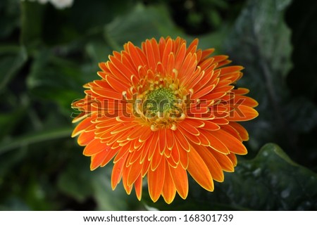 Orange chrysanthemum in the garden