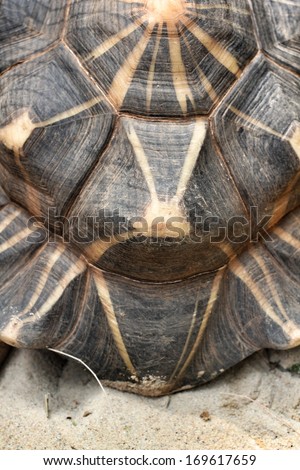 Close-up of tortoise shell