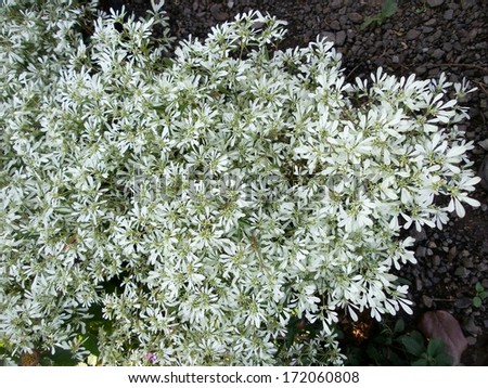 Gypsophila (Baby\'s-breath flowers) -  white flowers.