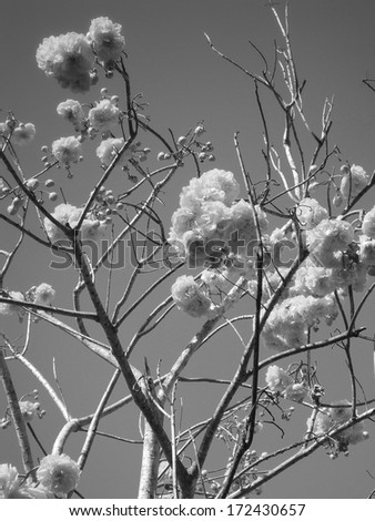 Tabebuia chrysantha flowers - black and white