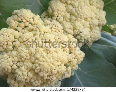 close-up cauliflower in vegetable garden