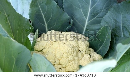 close-up cauliflower in vegetable garden