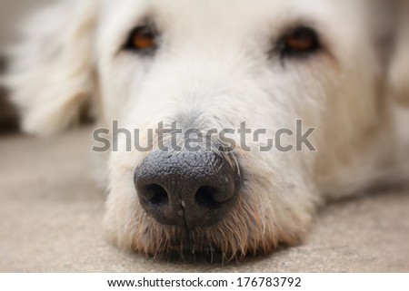 Close Up Of Dog Looking - Focus On Nose