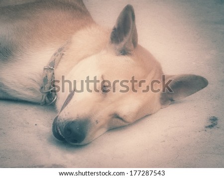 Close up of sleeping dog - vintage style